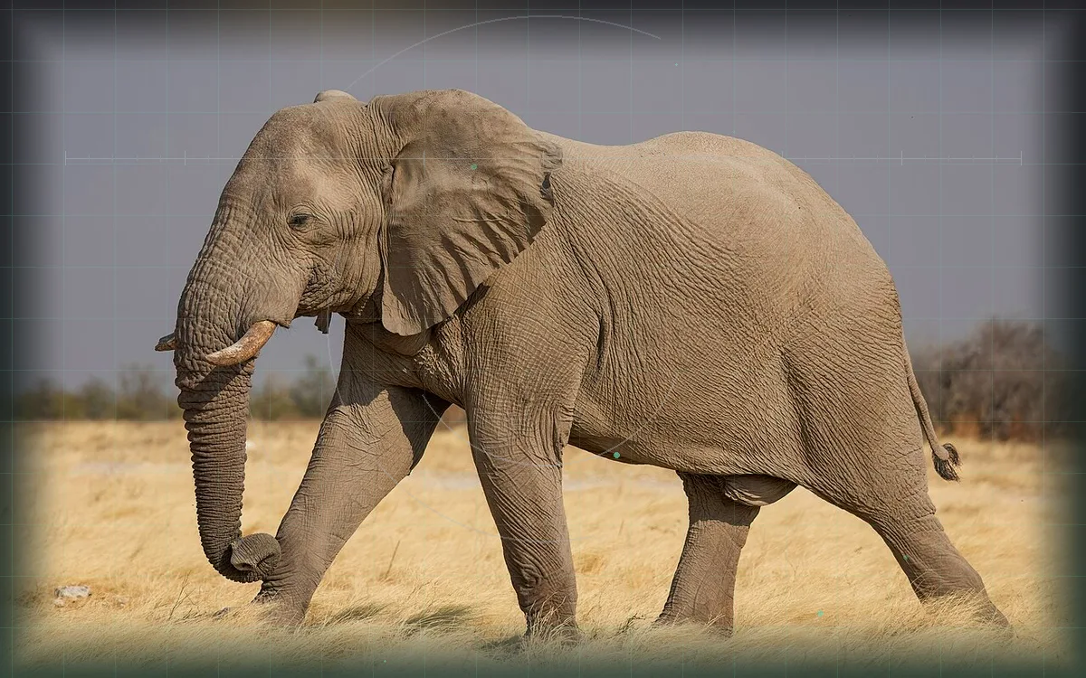 Visual evidence plate for African bush elephant
