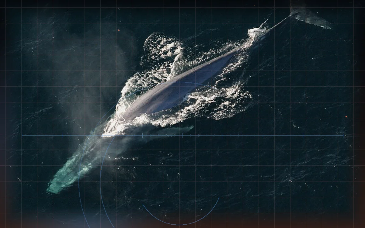 Visual evidence plate for Blue whale