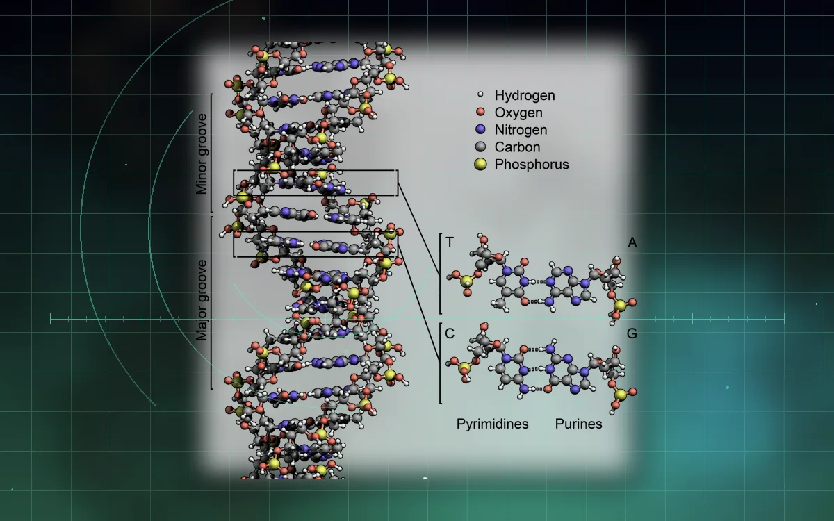 Visual evidence plate for DNA double helix
