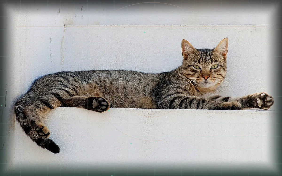 Visual evidence plate for Domestic cat