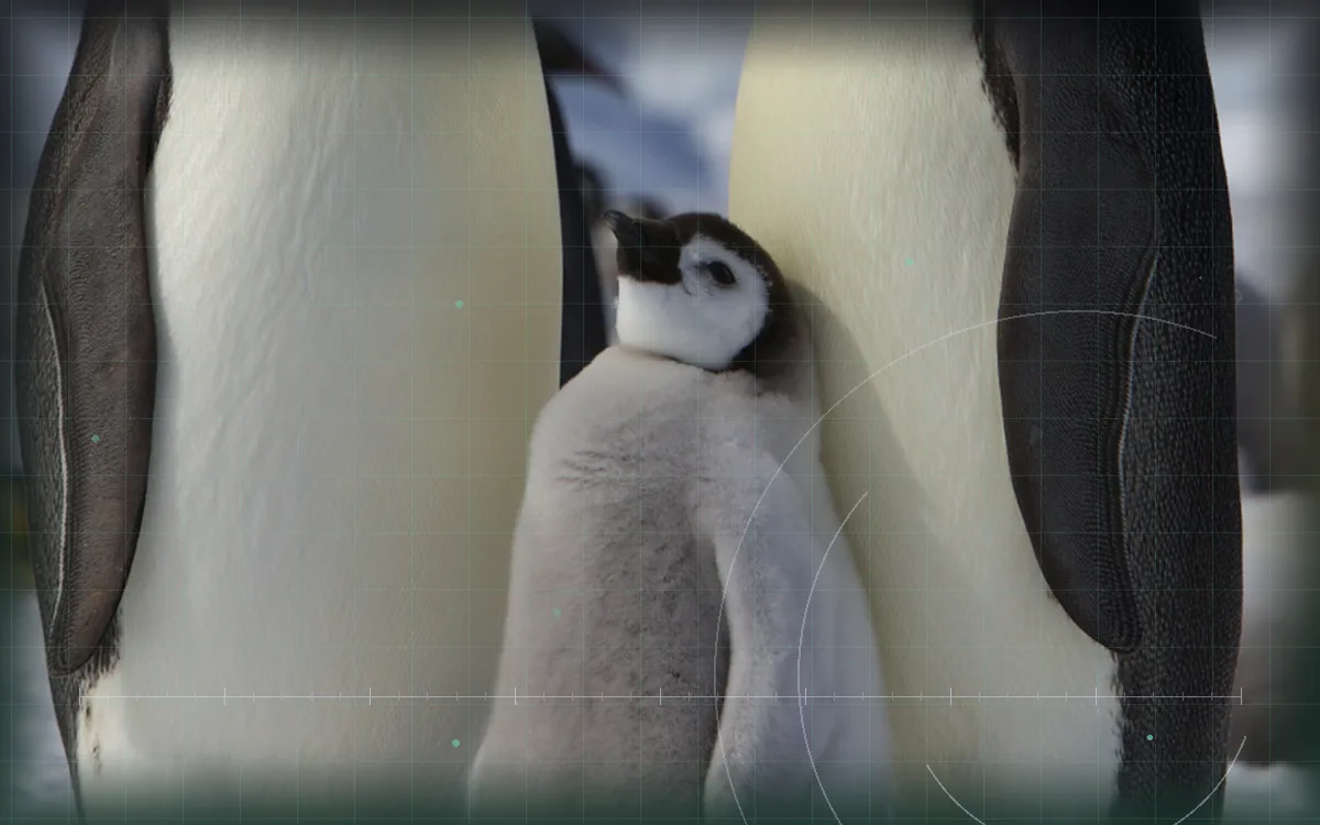 Visual evidence plate for Emperor penguin