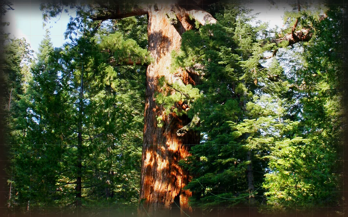 Visual evidence plate for Giant sequoia