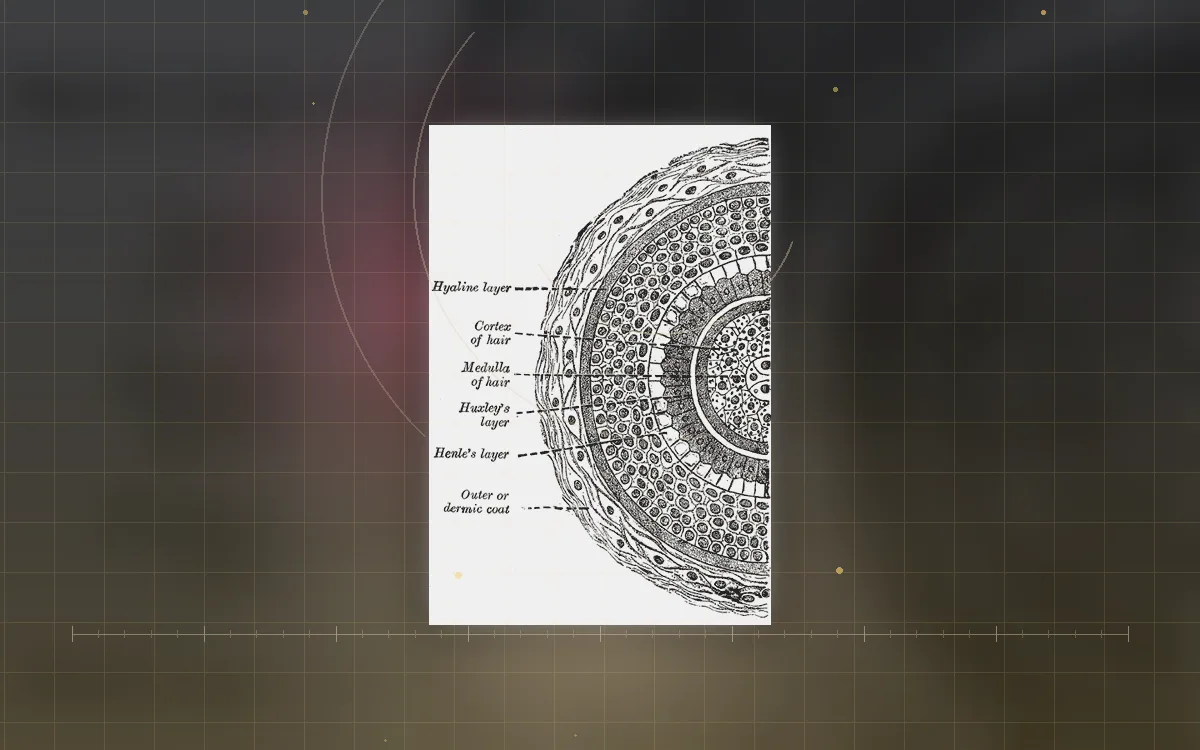 Visual evidence plate for Human hair