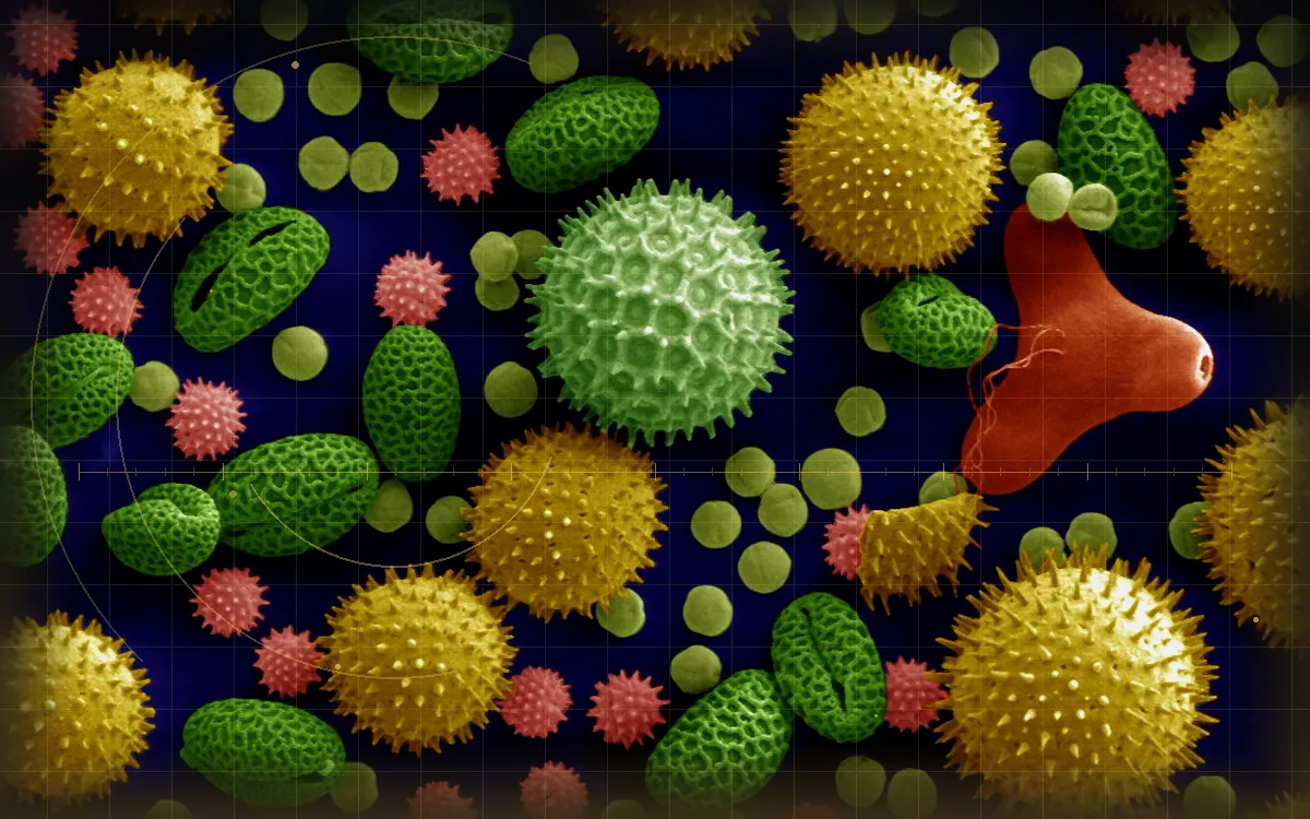 Visual evidence plate for Pollen grain