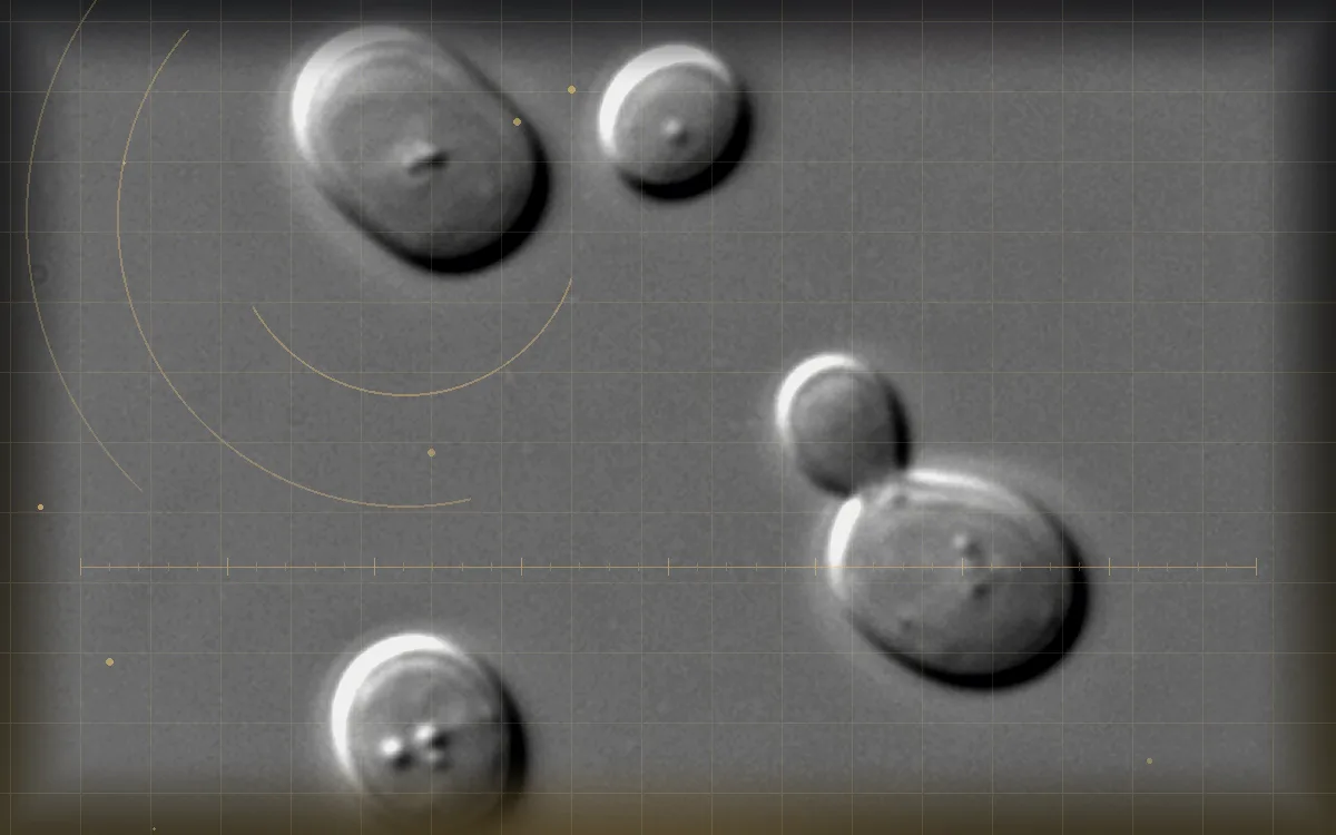 Visual evidence plate for Yeast cell
